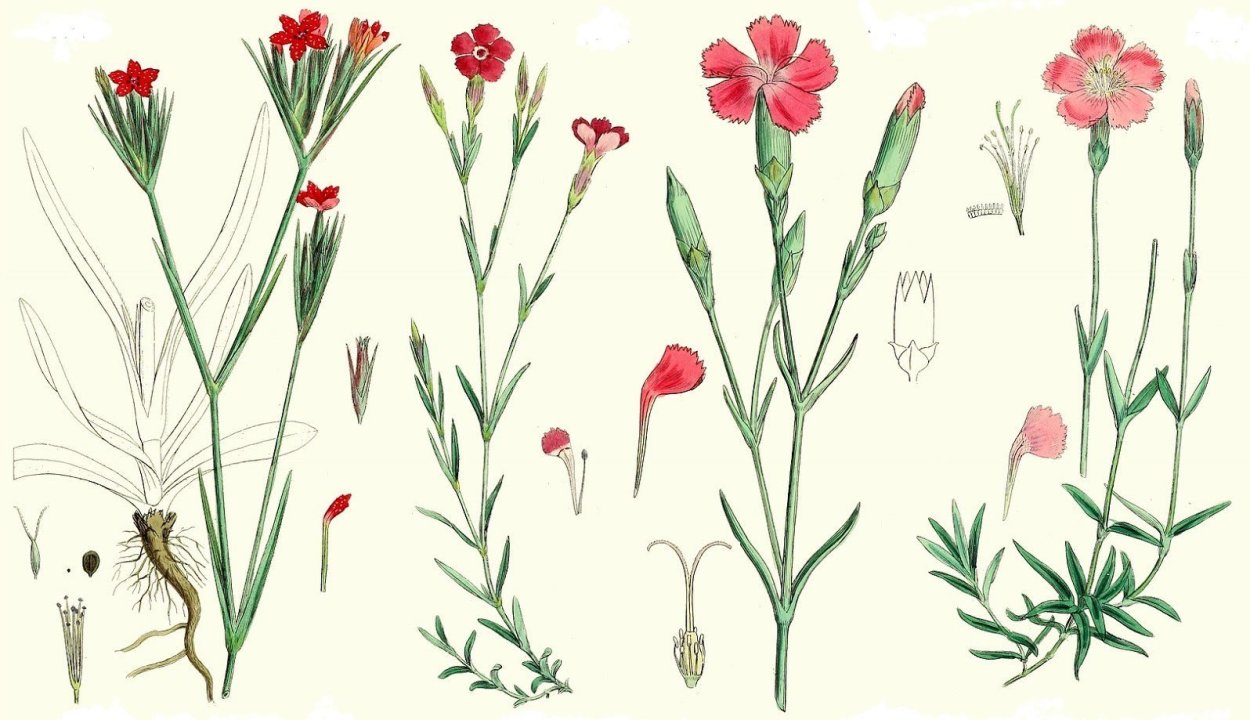 Диантус розовый букет