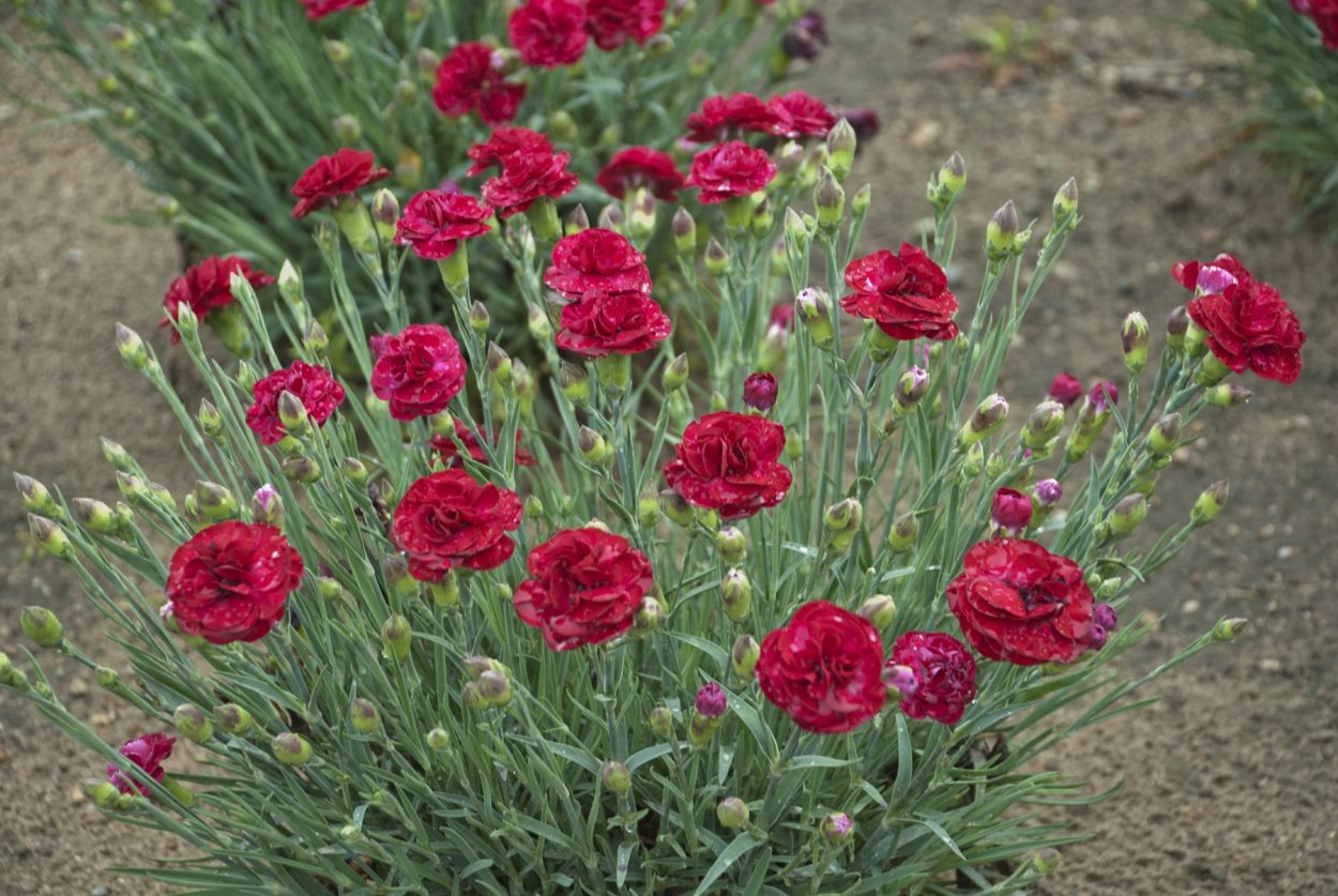 Армерия Приморская Спленденс