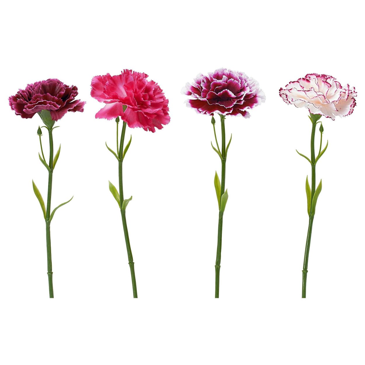 Гвоздика акварелью