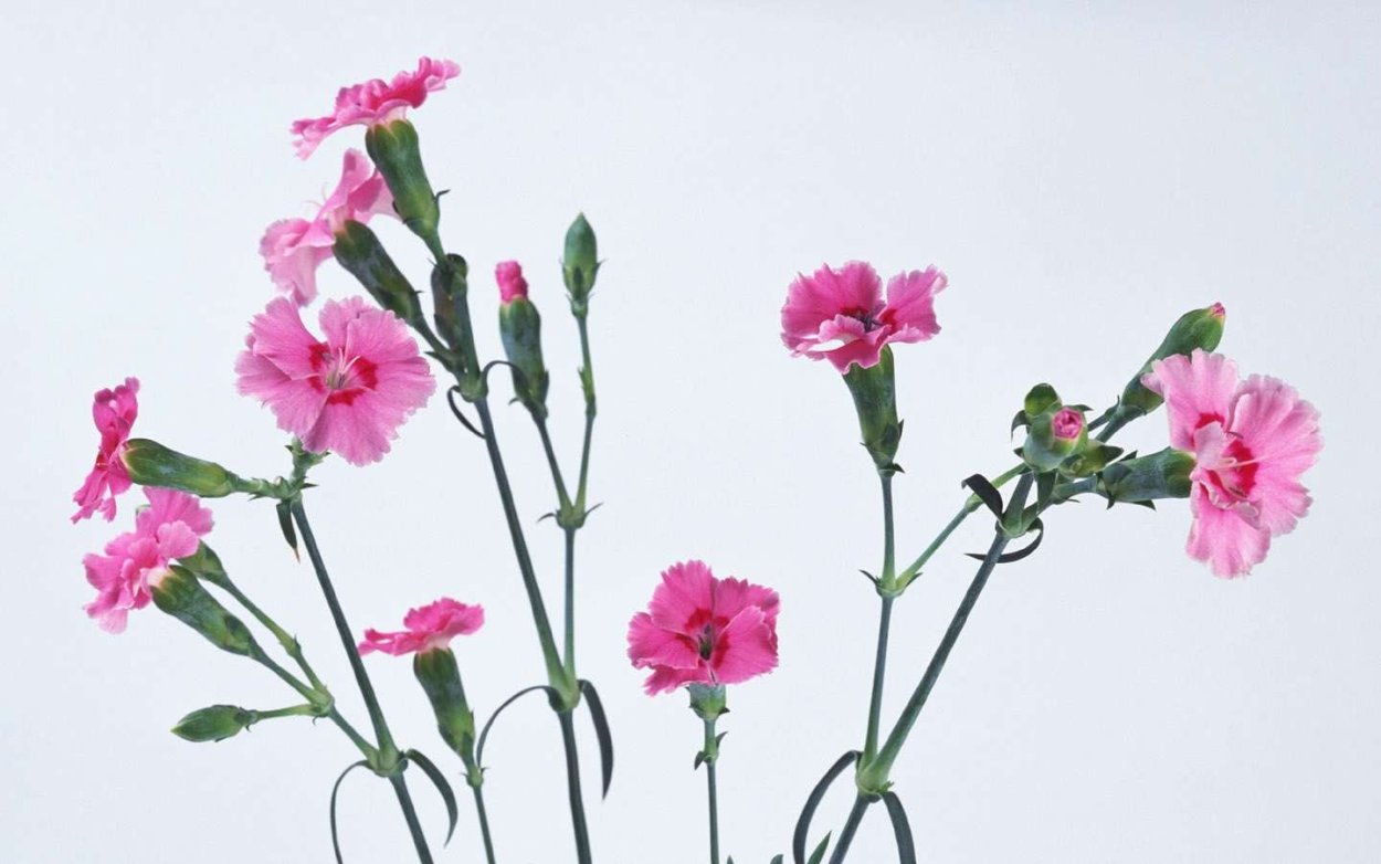 Гвоздика кустовая красная