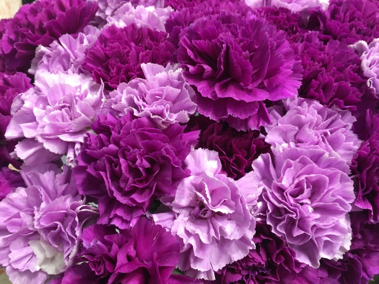 Гвоздика Диантус розовая