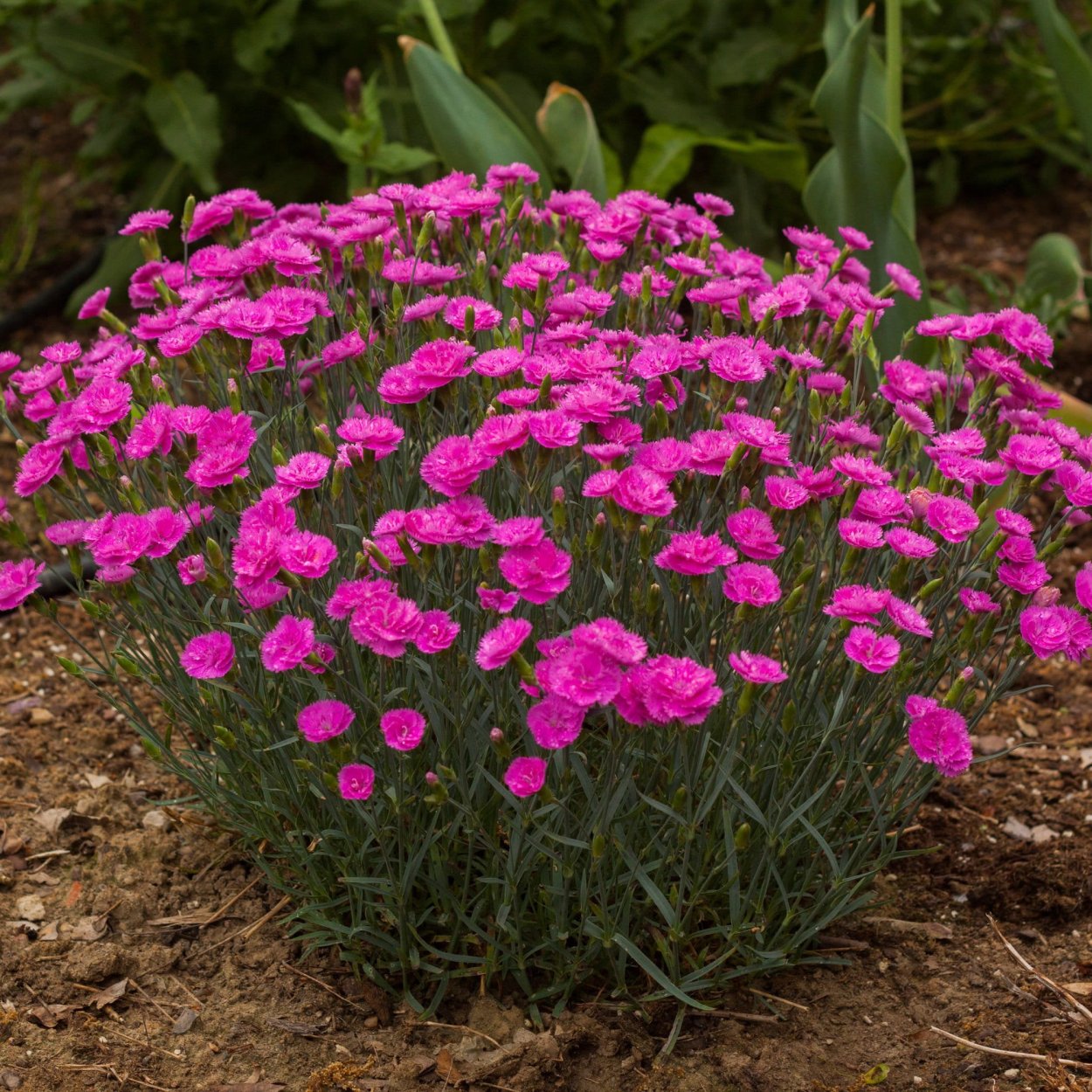 Гвоздика (Dianthus) шоугёрл