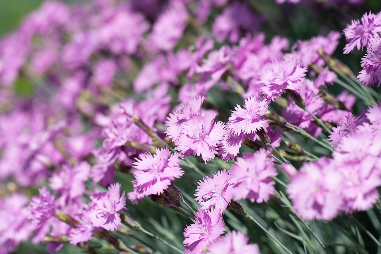 Диантус пионовидные