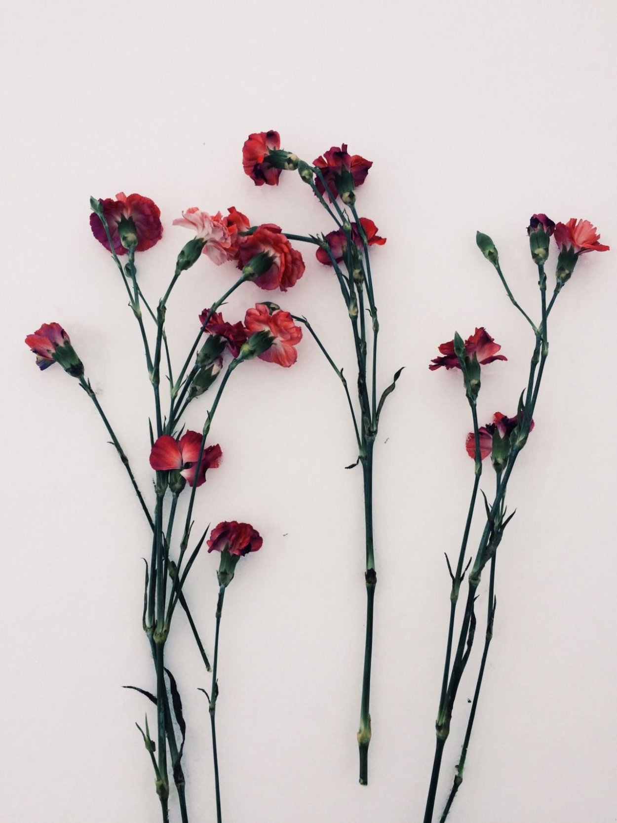 Гвоздика Шабо срезка