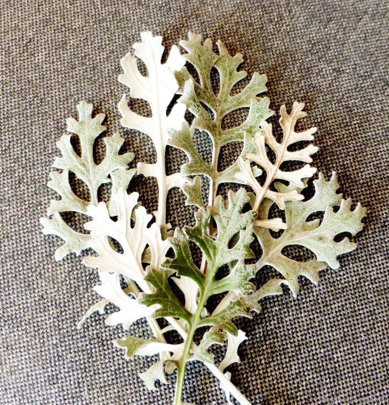 Цинерария и декоративная капуста