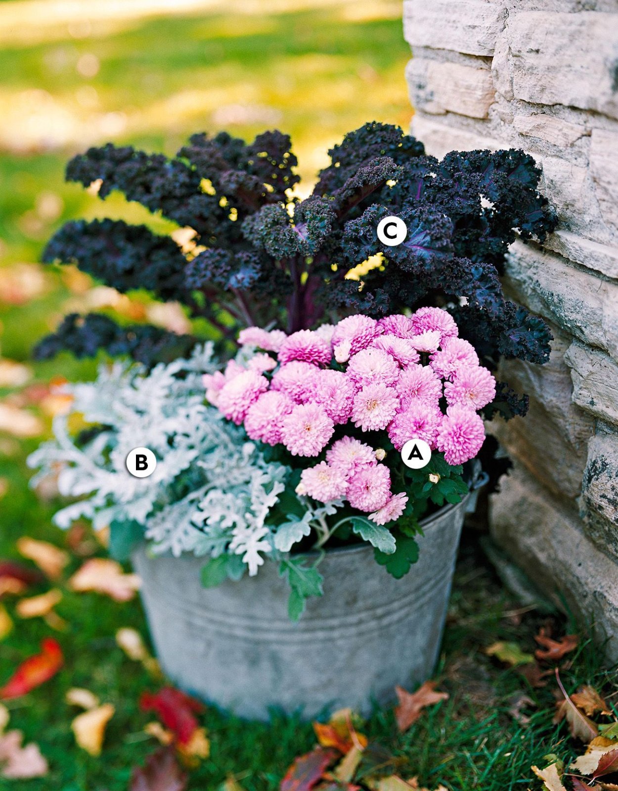 Цинерария Андромеда