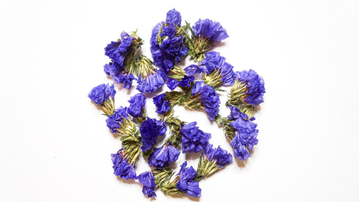 Статица сушеная