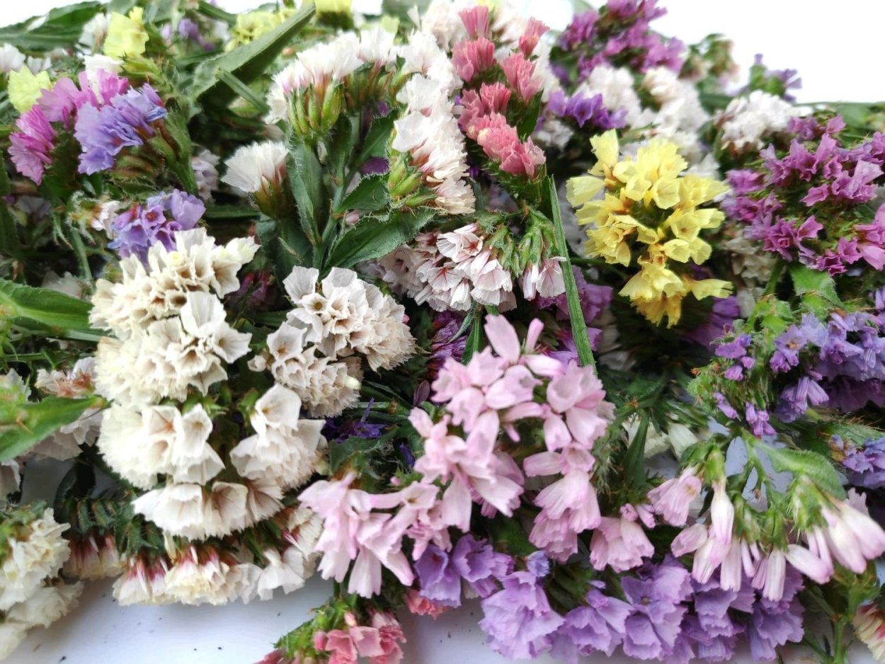 Статица Крымская cмесь