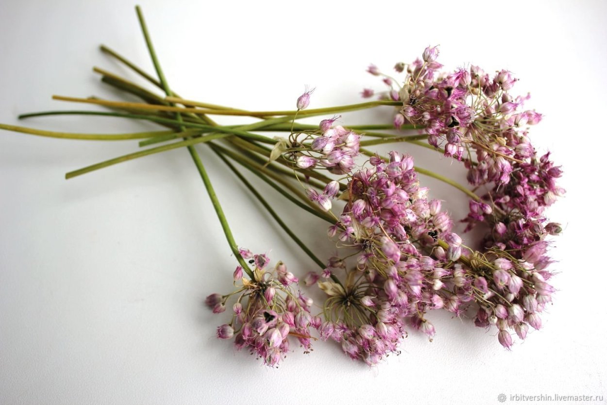 Статице (кермек)