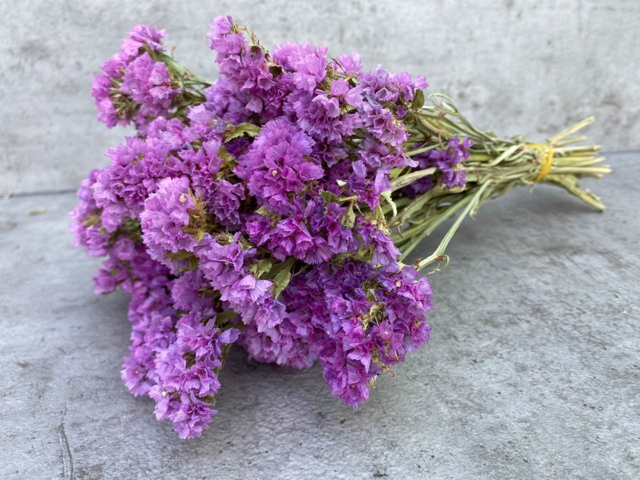 Статица Горная чай