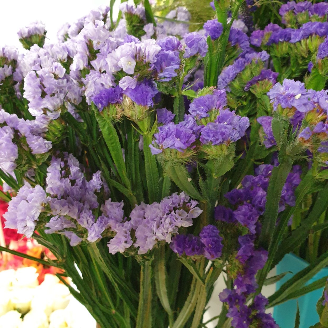 Статица зимой