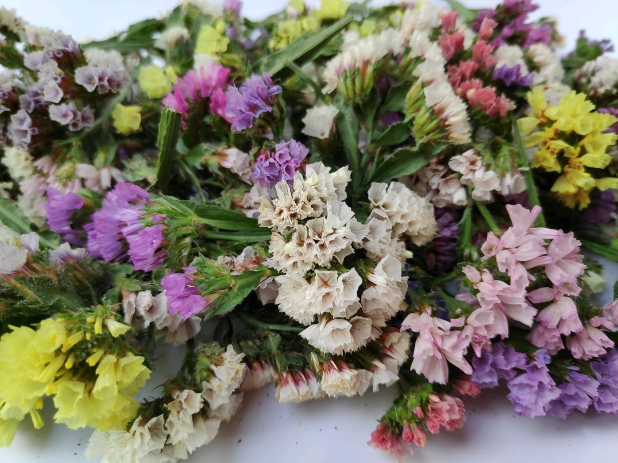 Лимониум cухоцвет