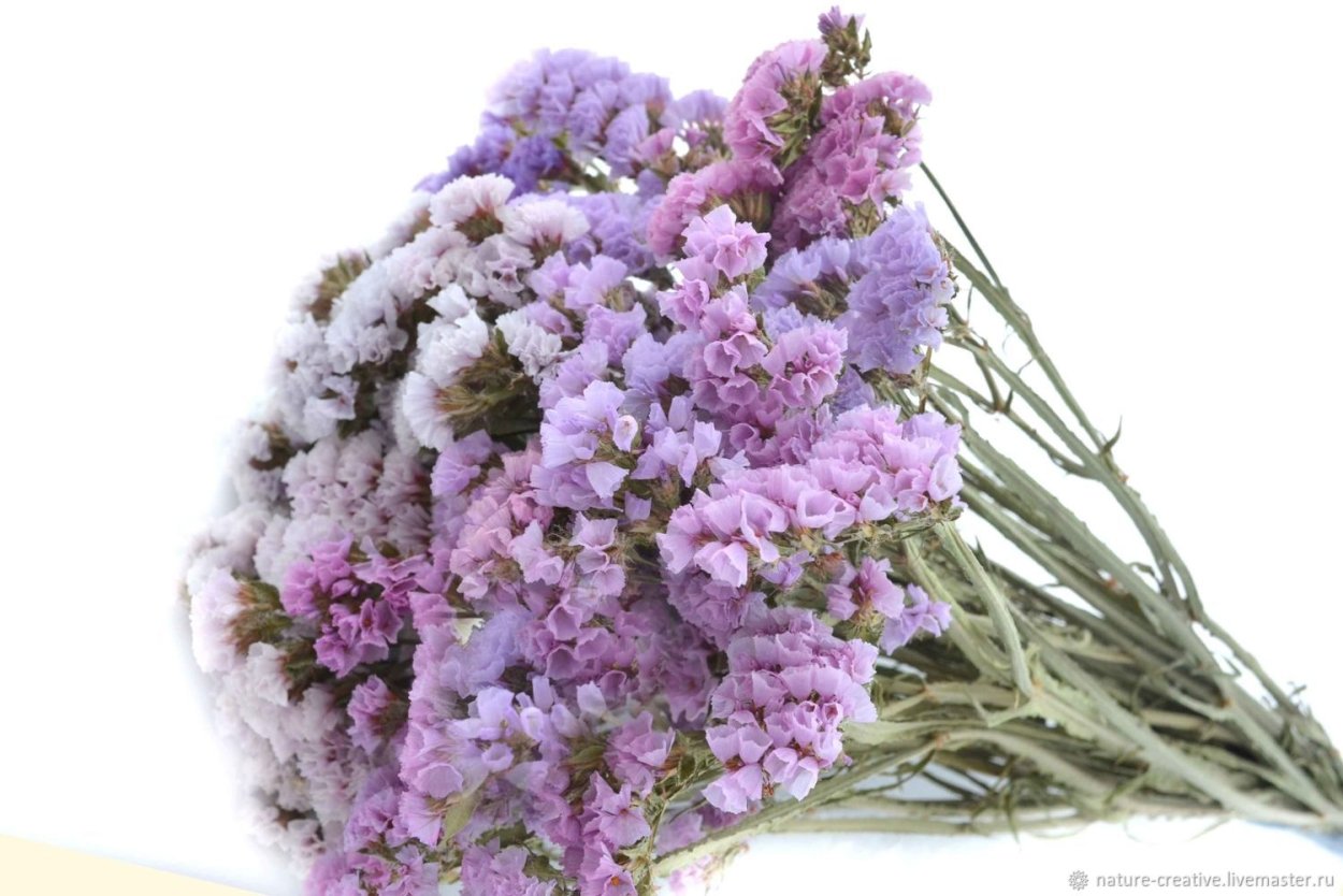 Статица сухоцвет букет