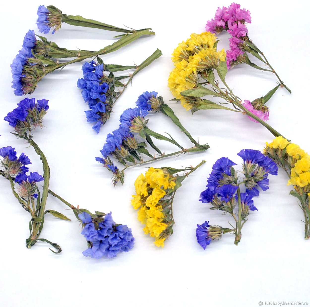 Статица цветы сухоцветы