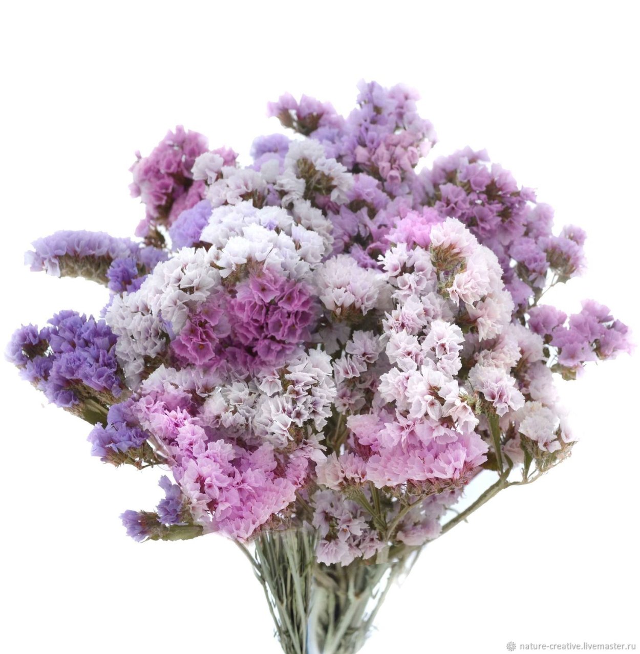 Статица цветы сухоцветы