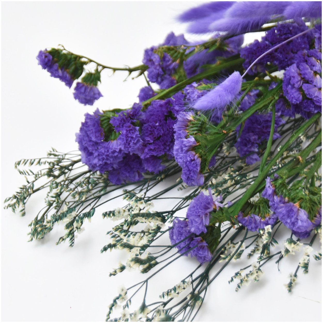 Статица белая сухоцвет