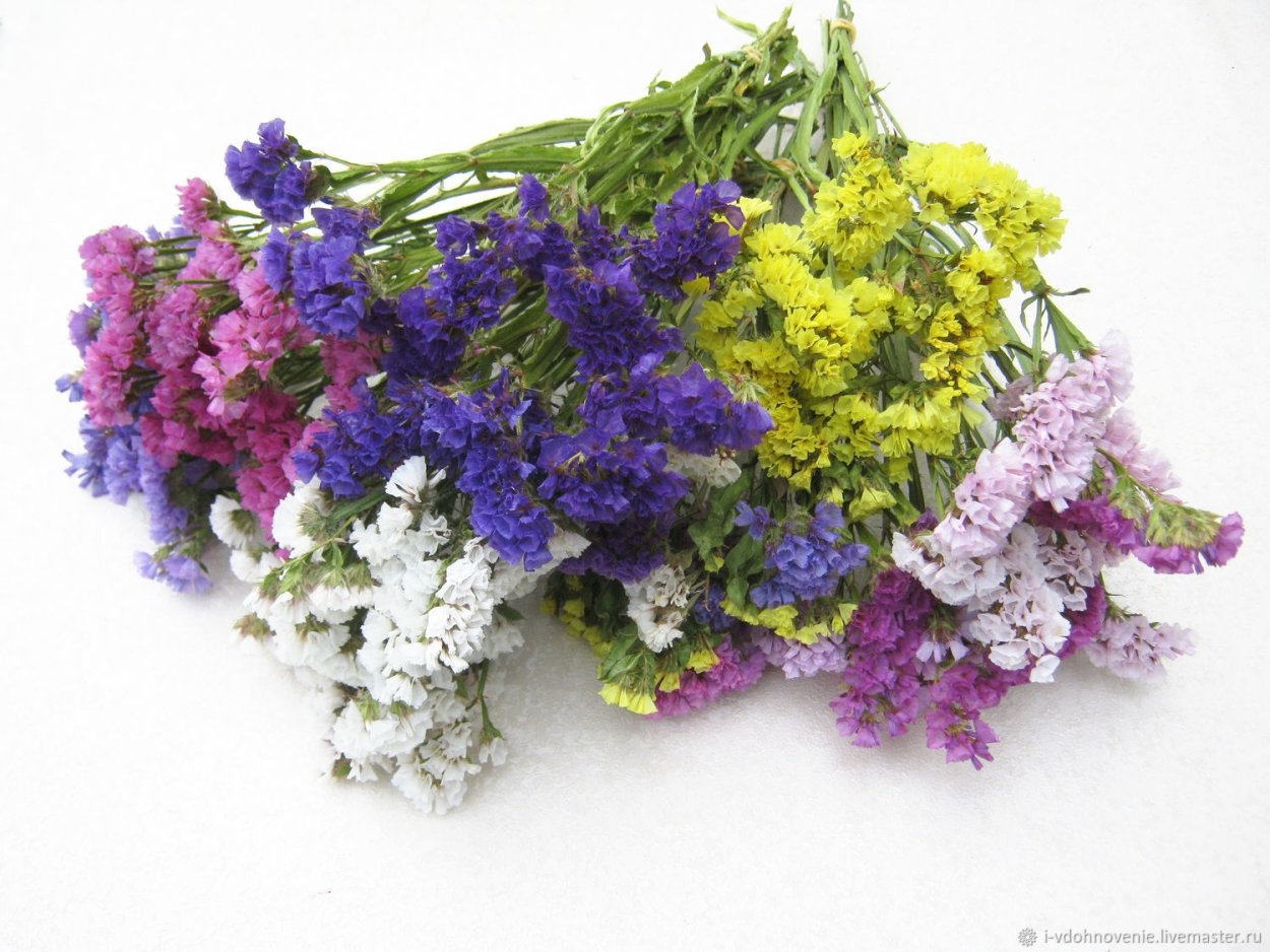 Статица кермек сухоцвет