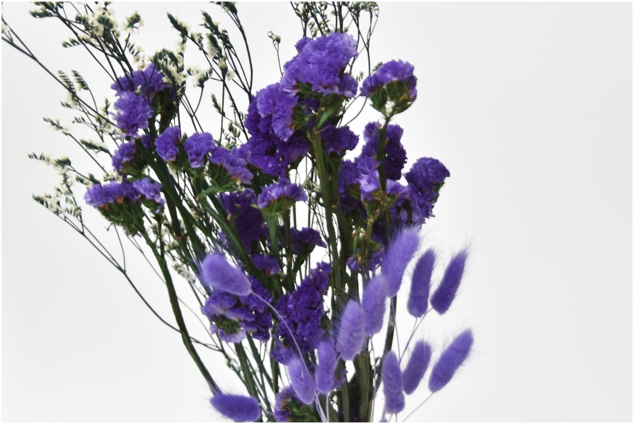 Статица высушенная