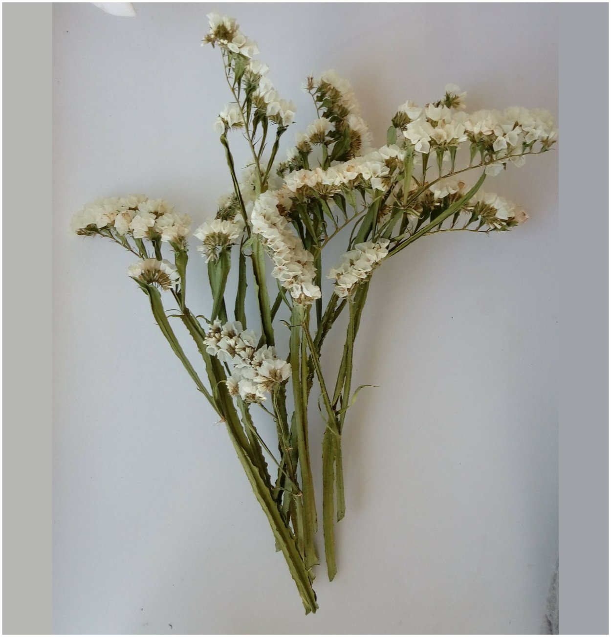 Статица и лимониум во флористике