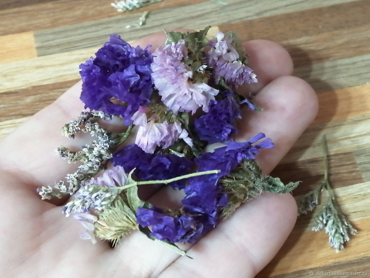 Морская Лаванда лимониум