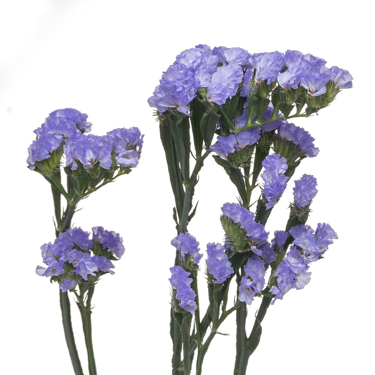 Скимия сухоцвет