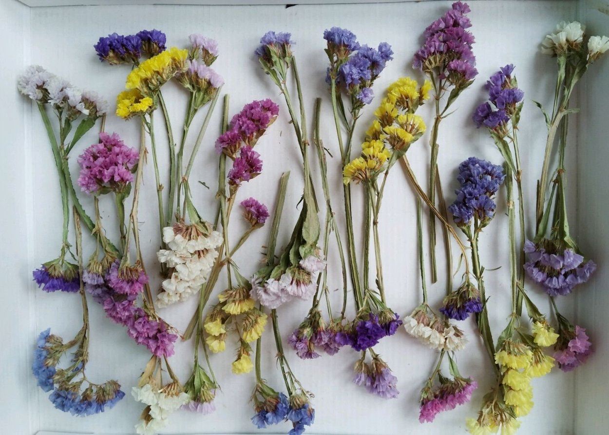 Статице (кермек)