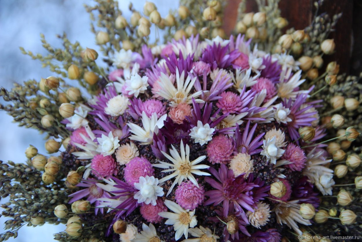 Скимия сухоцвет