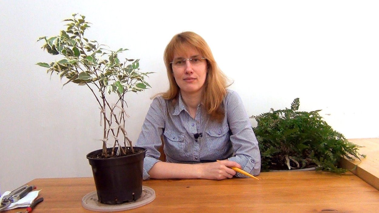 Усадьба Багиры плетение фикуса Бенджамина