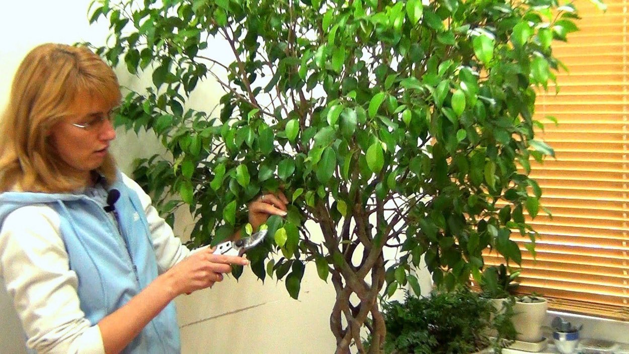 Фикус Бенджамина экзотика решетка