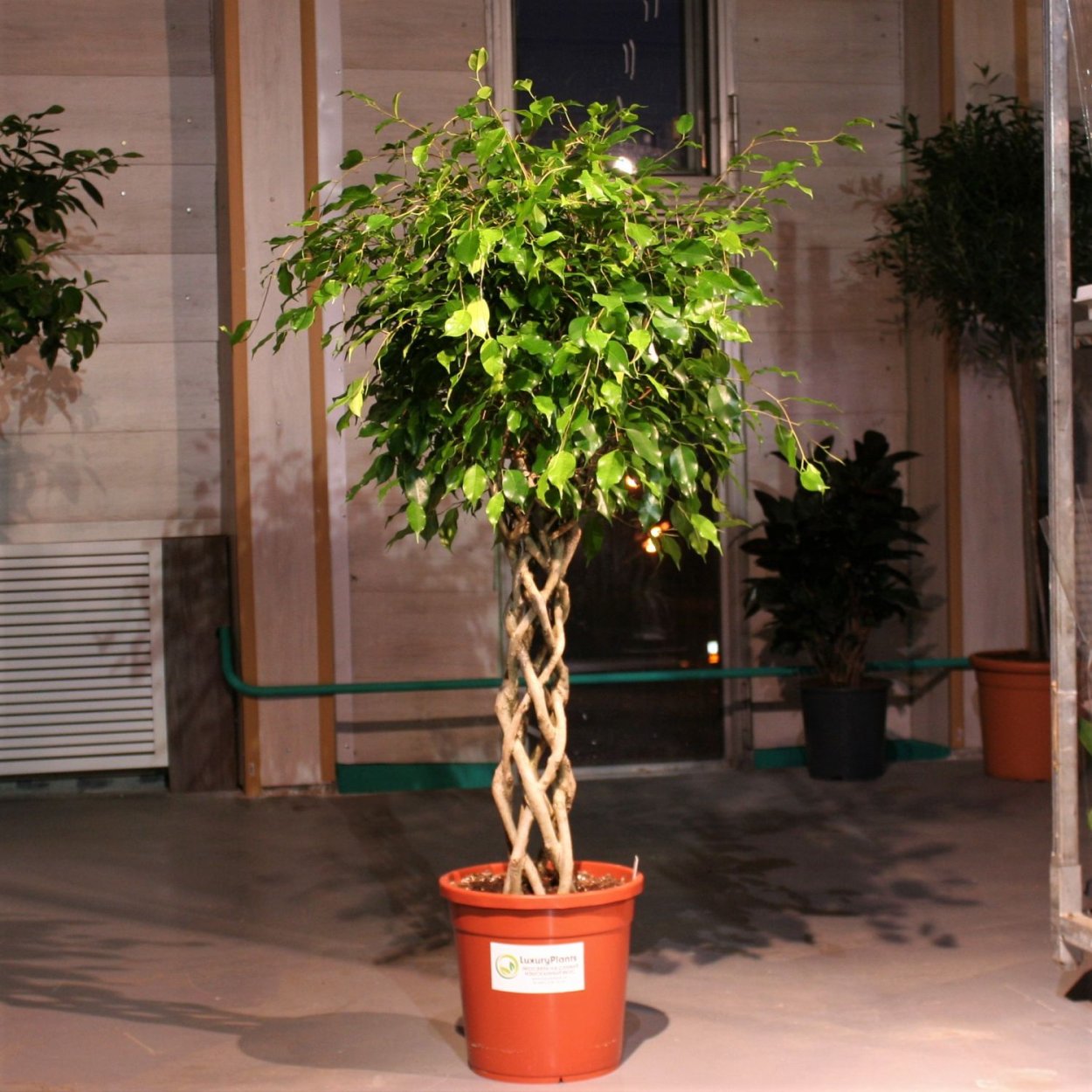 Фикус Бенджамина штамбовый