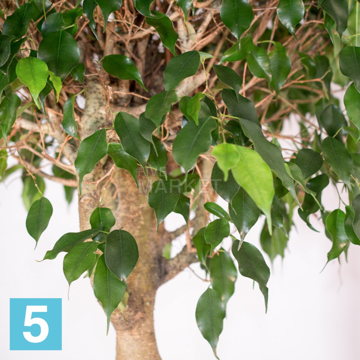 Фикус Бенджамина заплетенный