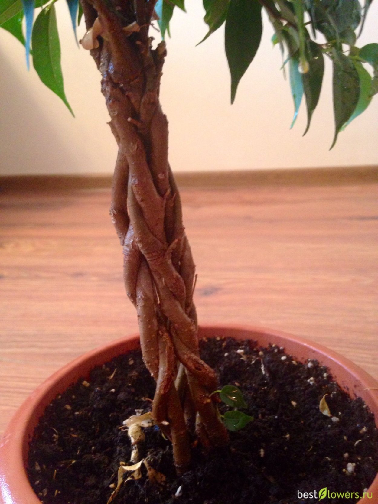 Фикус Бенджамина плетение ствола