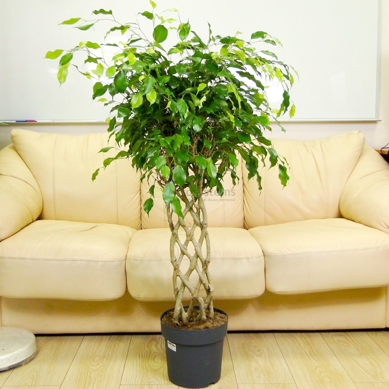 Фикус Бенджамина