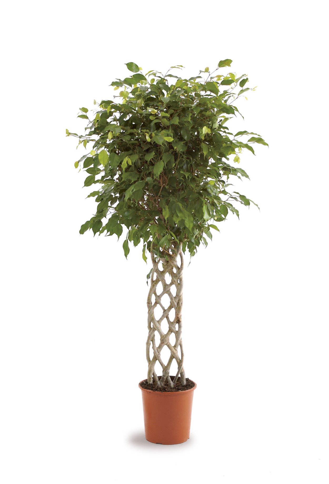 Фикус Бенджамина штамбовое дерево