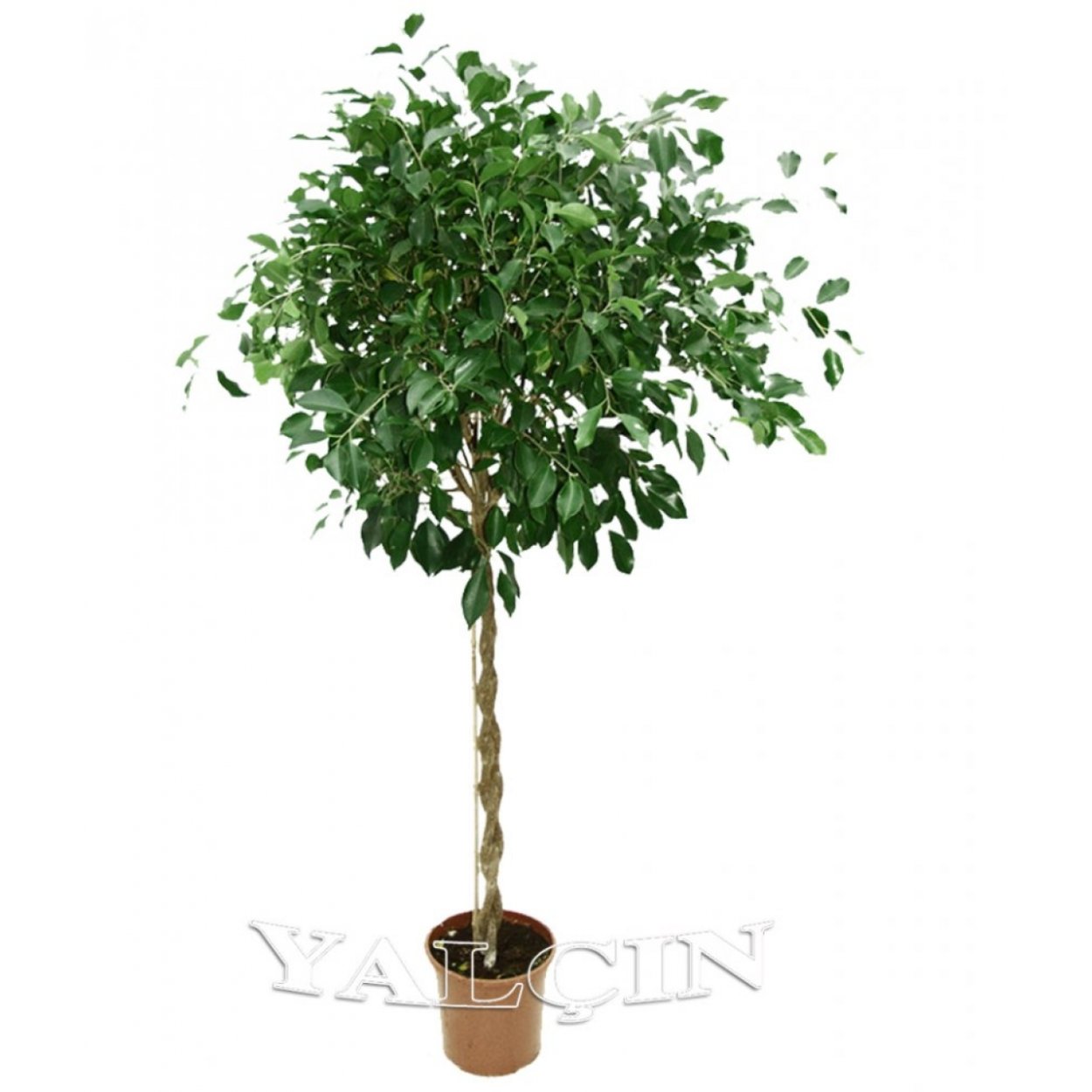 Фикус Бенджамина ствол косичкой