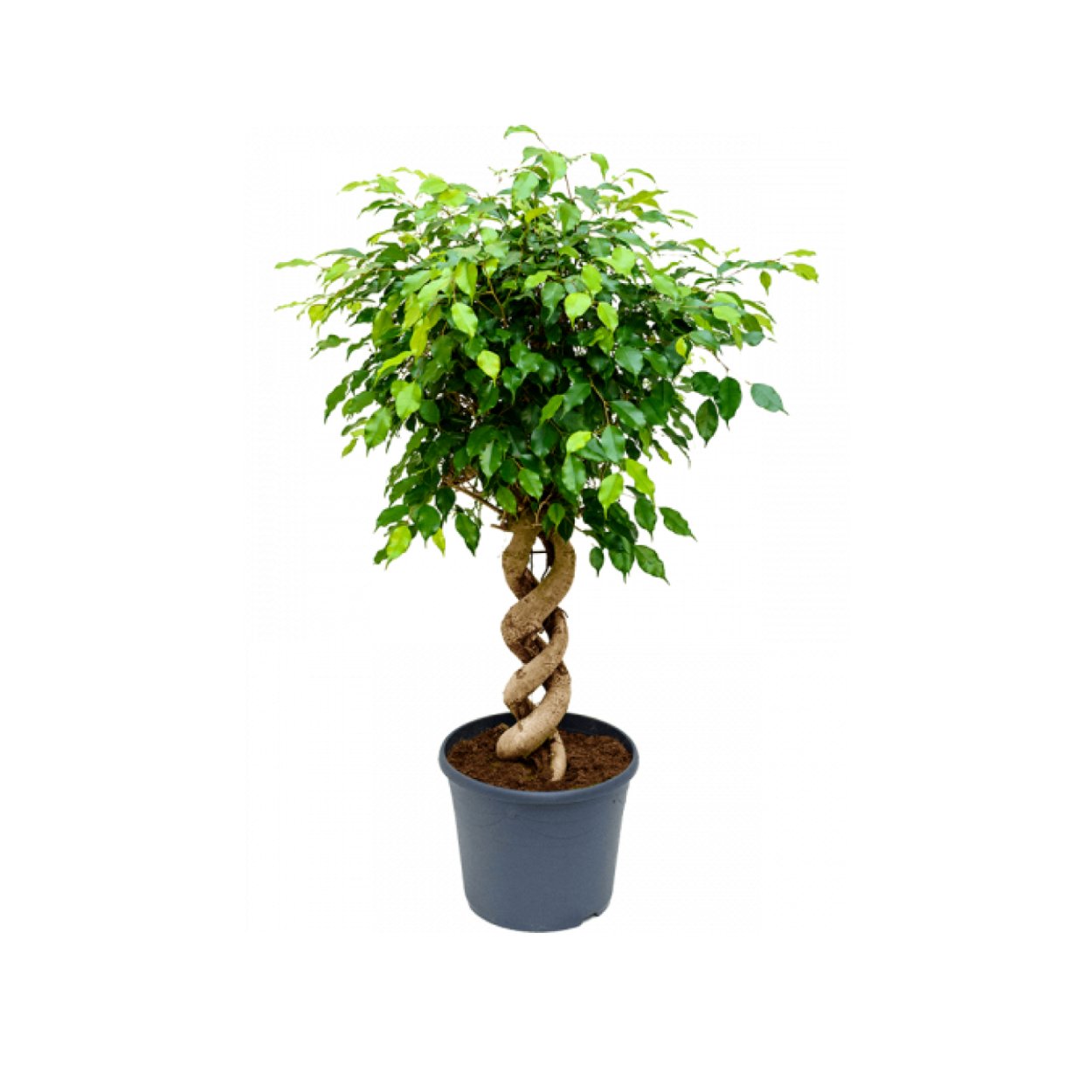 Фикус Наташа размножение