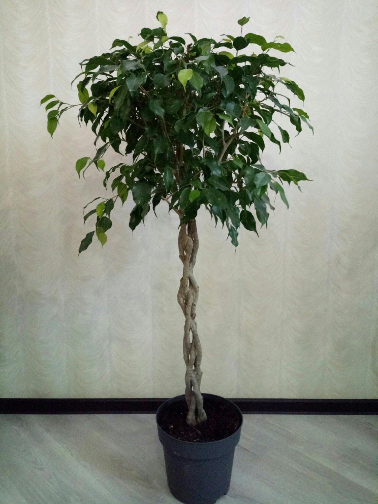 Фикус Бенджамина плетение ствола