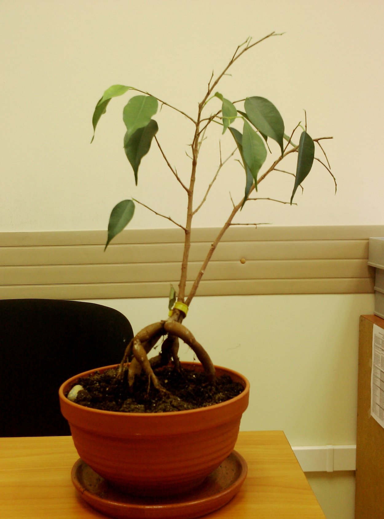 Усадьба Багиры плетение фикуса Бенджамина спиралью