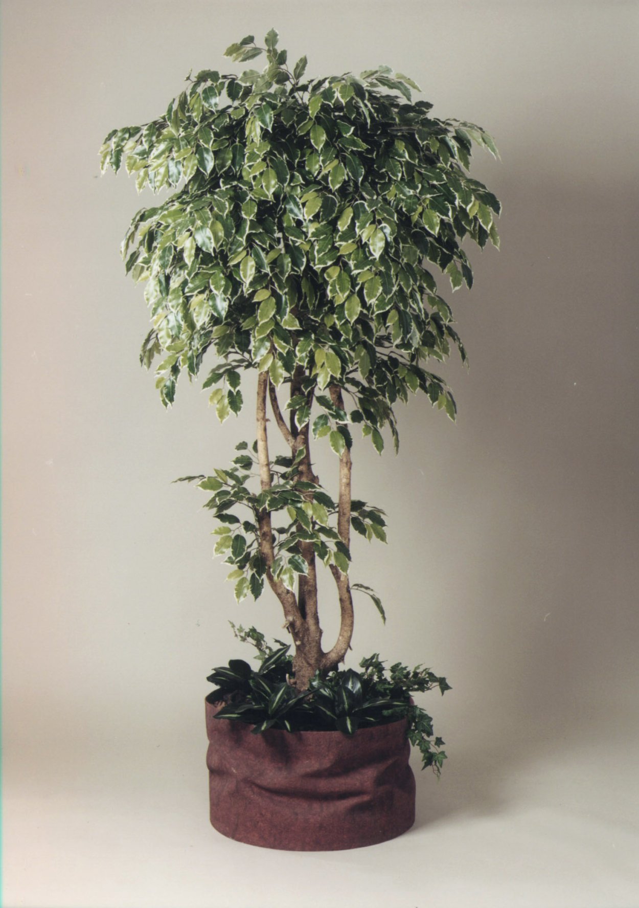 Бенджамин фикус сплетение