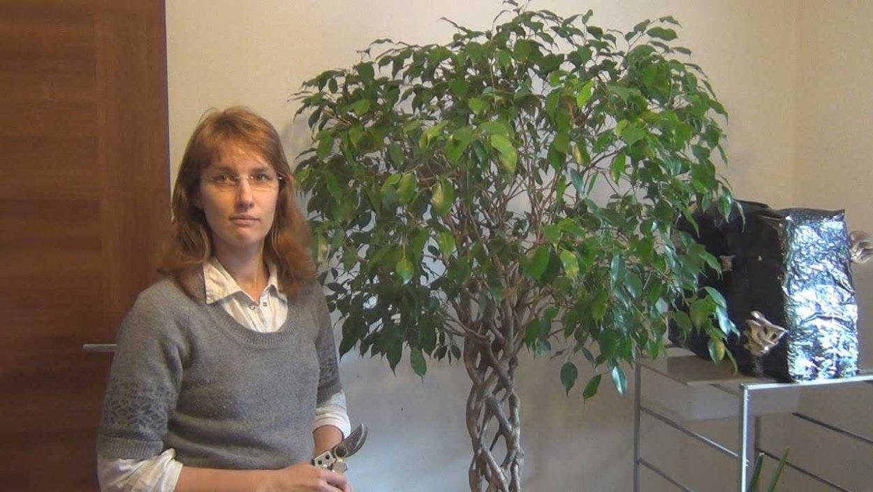 Фикус Бенджамина дерево