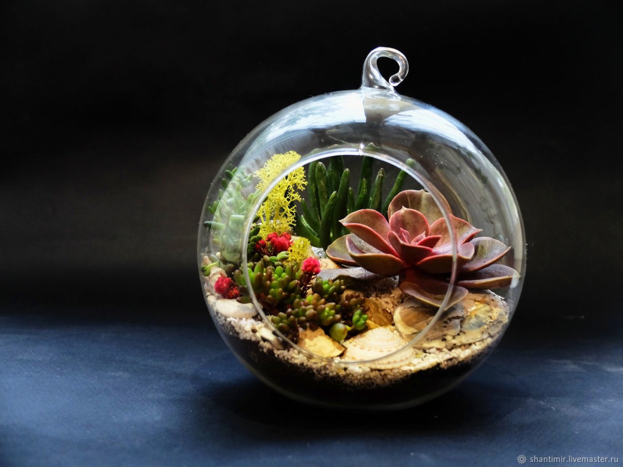 Флорариум с водными растениями