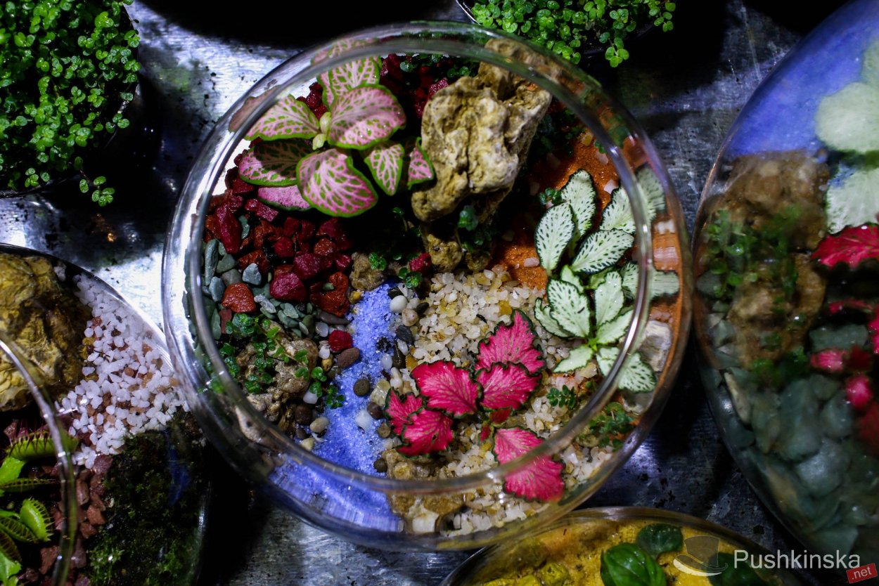 Флорариум папоротник бегония