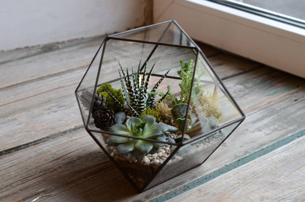 Суккуленты Крассула флорариум