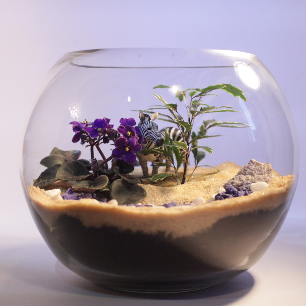 Композиции из суккулентов в аквариуме