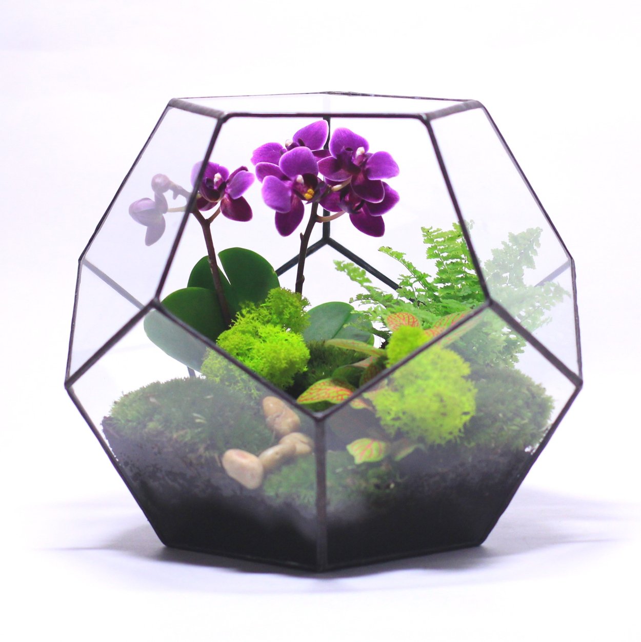 Флорариум террариум