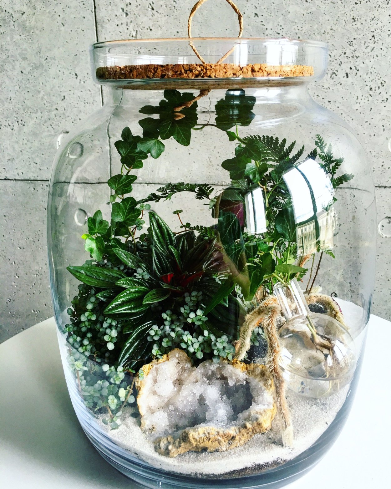 Камнеломка флорариум