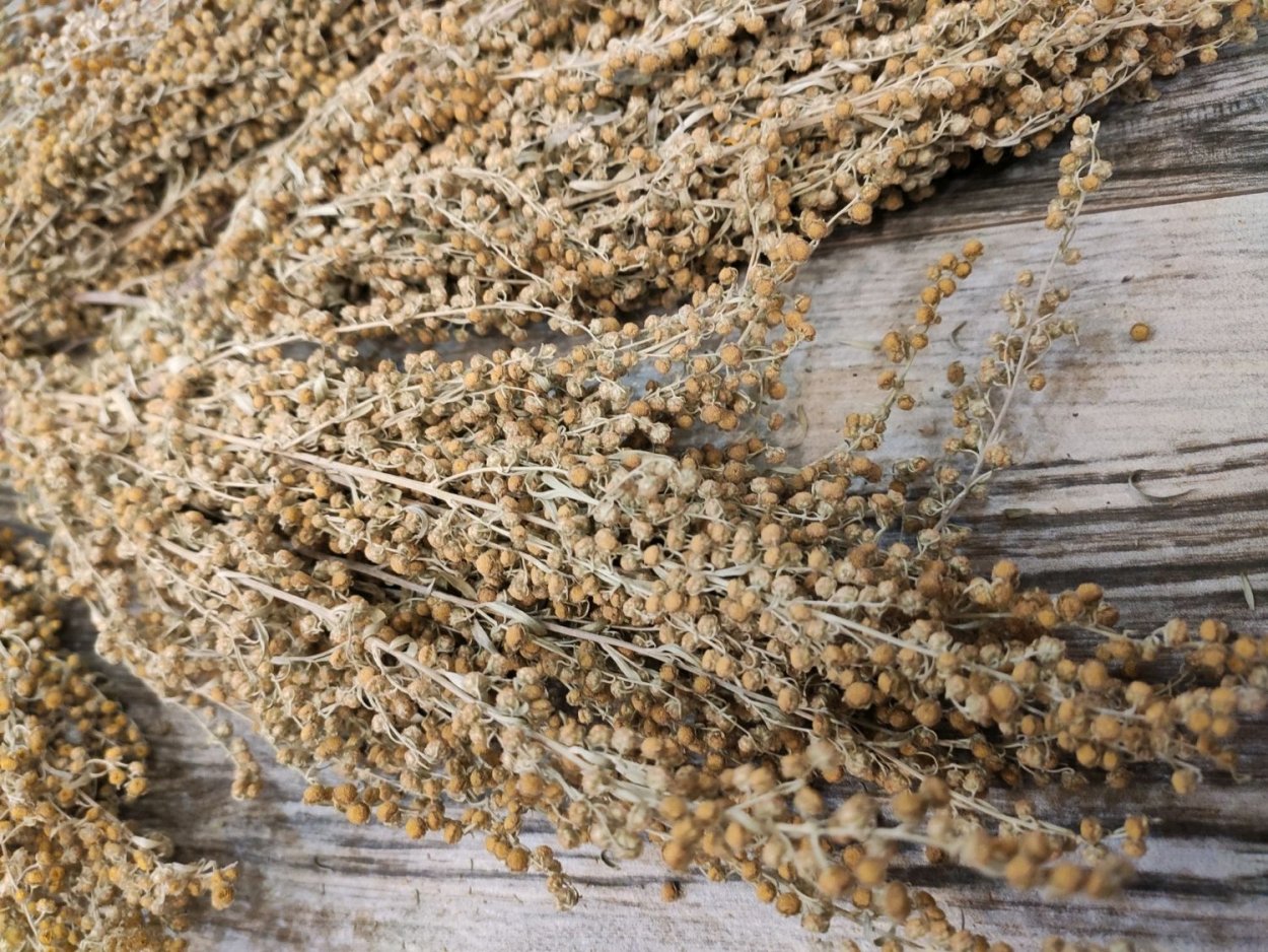 Полынь цитварная сушеная