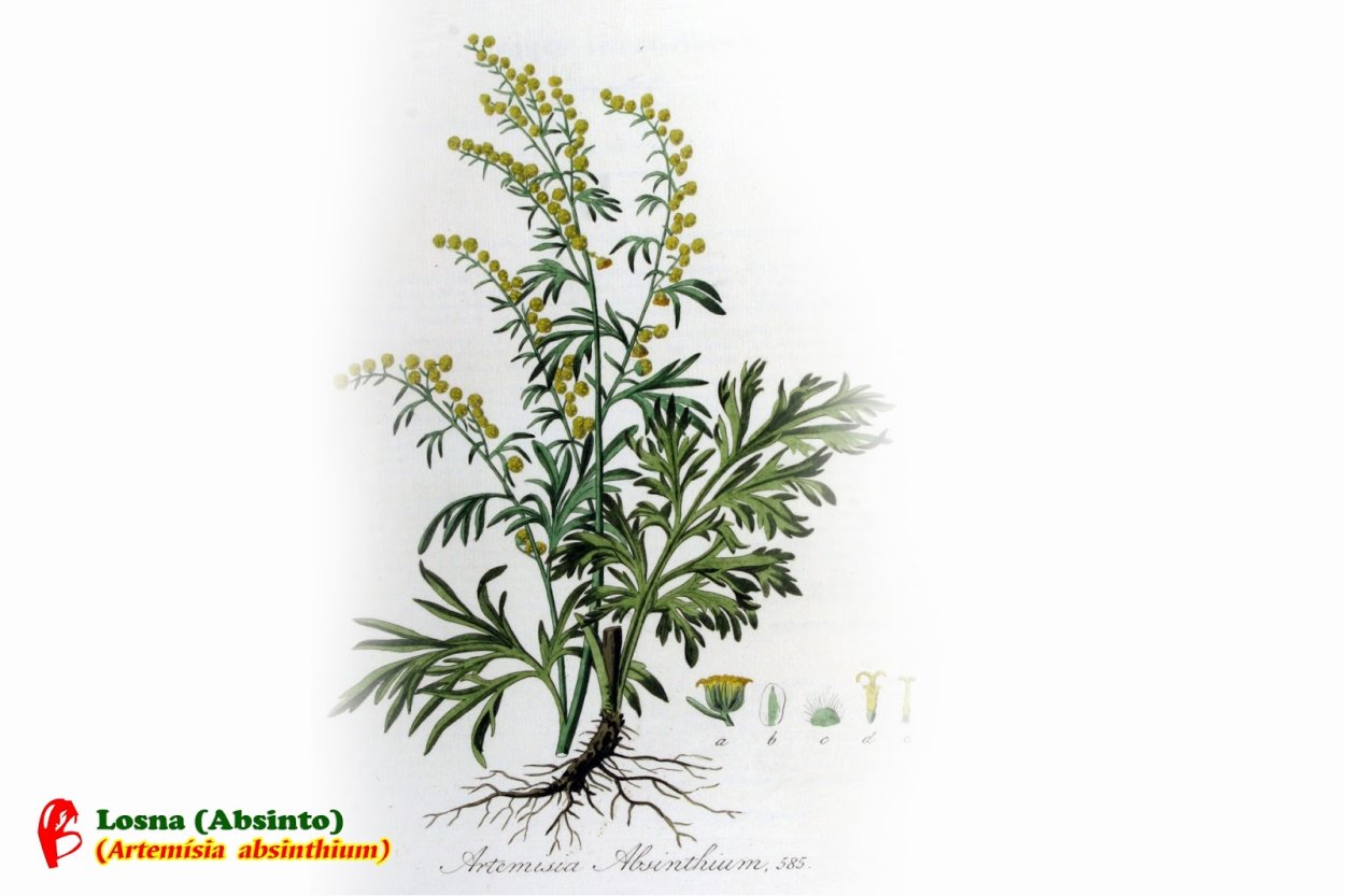 Полынь обыкновенная ботаника