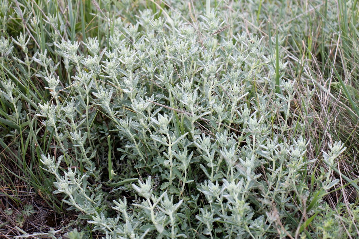 Полынь горькая (Artemisia absinthium)