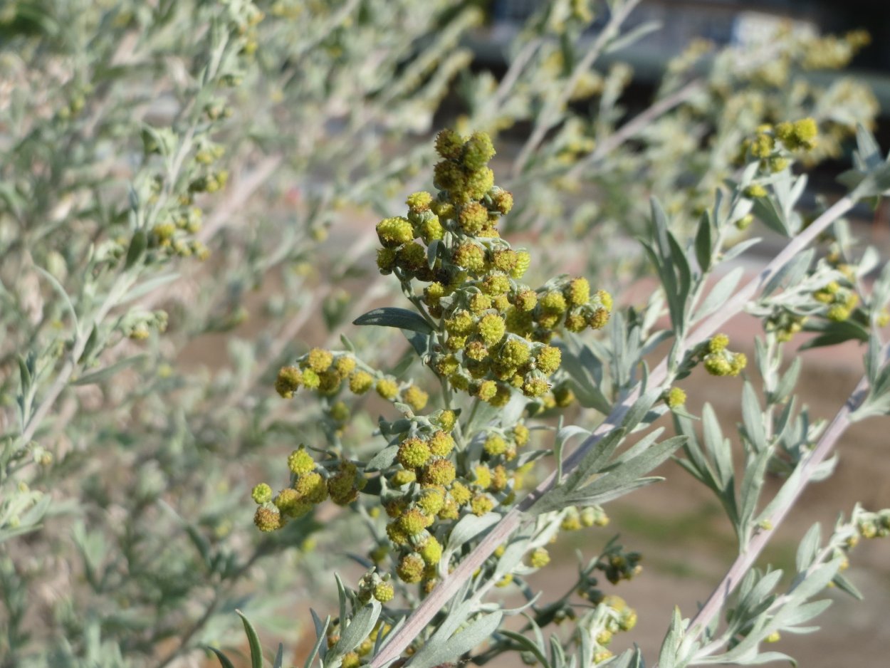 Artemisia chamaemelifolia